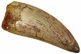 Serrated, Carcharodontosaurus Tooth - Real Dinosaur Tooth #242586-1